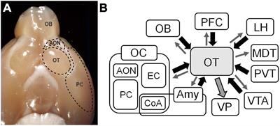 Connectivity of the olfactory tubercle: inputs, outputs, and their plasticity